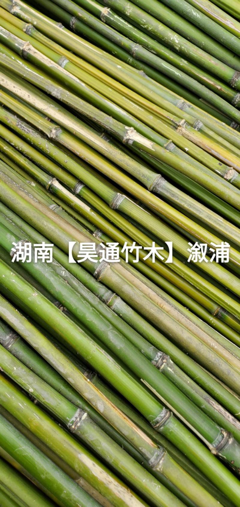 湘西雪峰山竹子、竹竿、菜架竹、竹架条、绿竹、金竹、铁竹