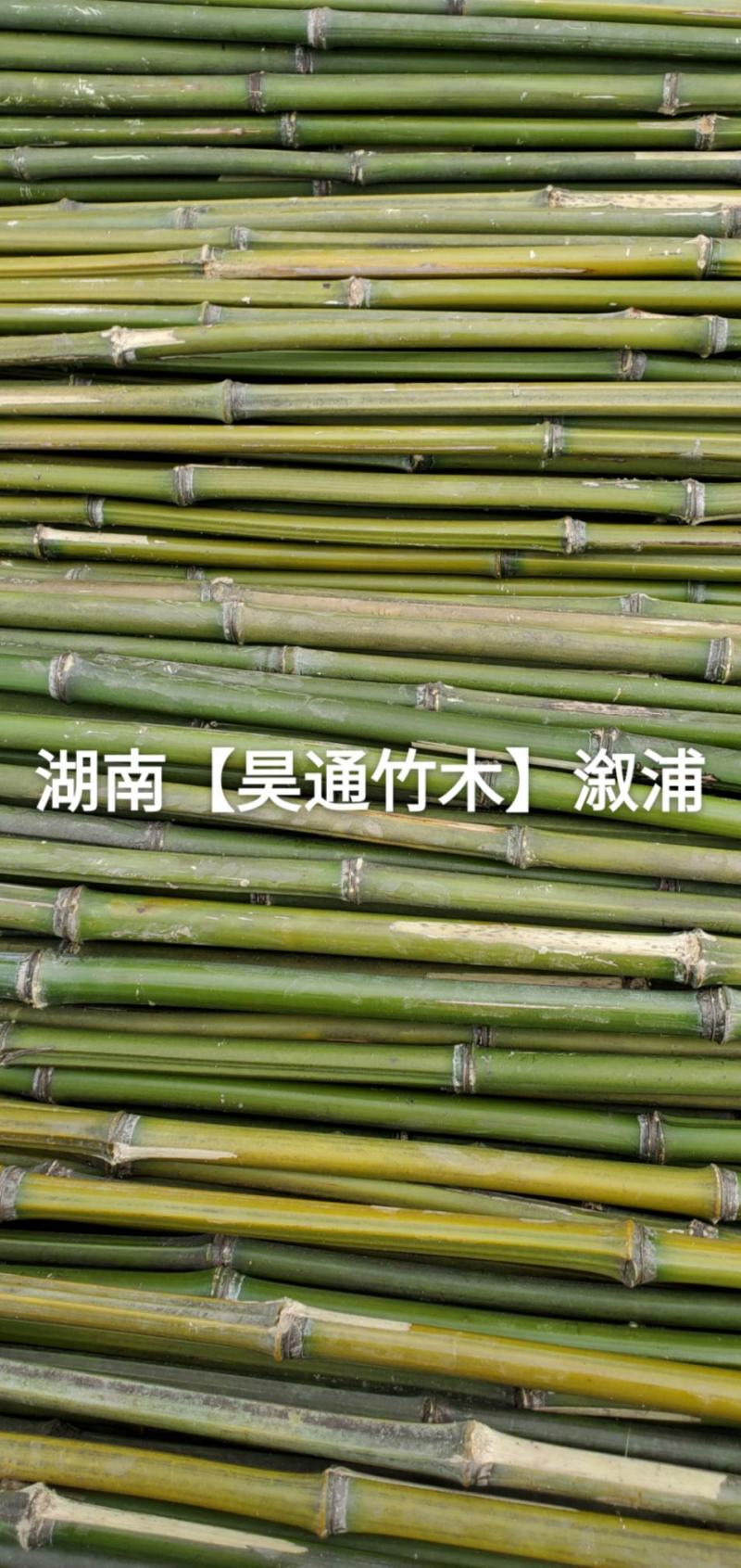 湘西雪峰山竹子、竹竿、菜架竹、竹架条、绿竹、金竹、铁竹