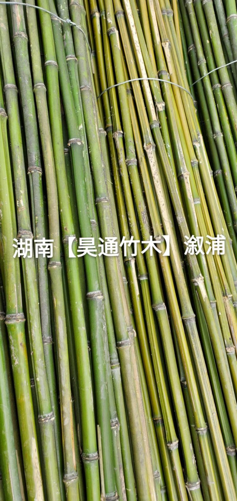 湘西雪峰山竹子、竹竿、菜架竹、竹架条、绿竹、金竹、铁竹