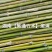 湘西雪峰山竹子、竹竿、菜架竹、竹架条、绿竹、金竹、铁竹
