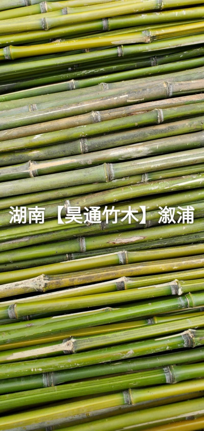 湘西雪峰山竹子、竹竿、菜架竹、竹架条、绿竹、金竹、铁竹