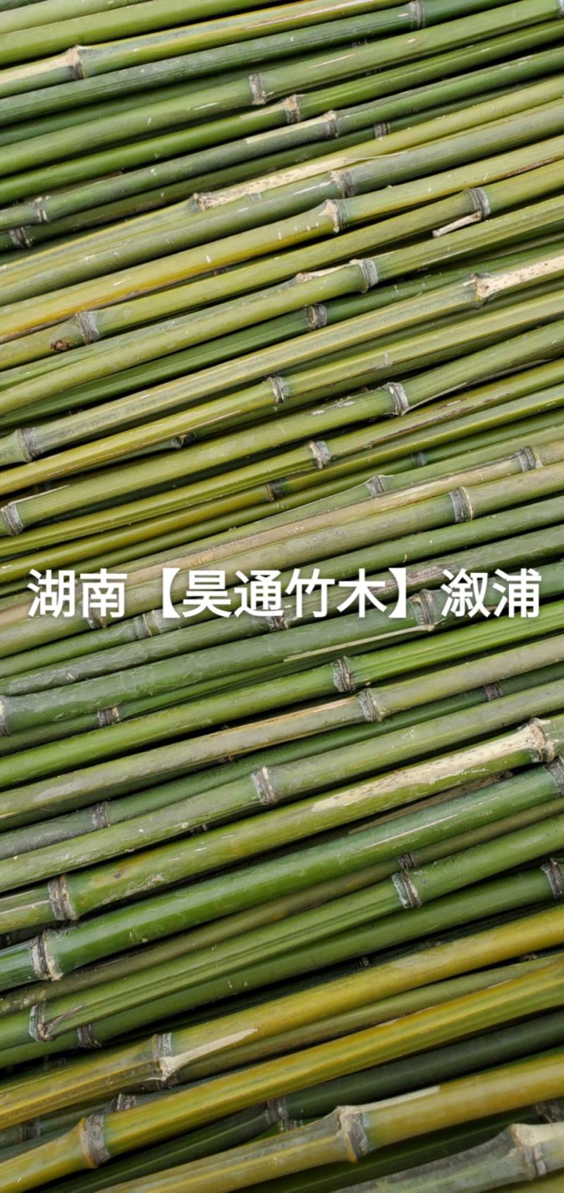 湘西雪峰山竹子、竹竿、菜架竹、竹架条、绿竹、金竹、铁竹