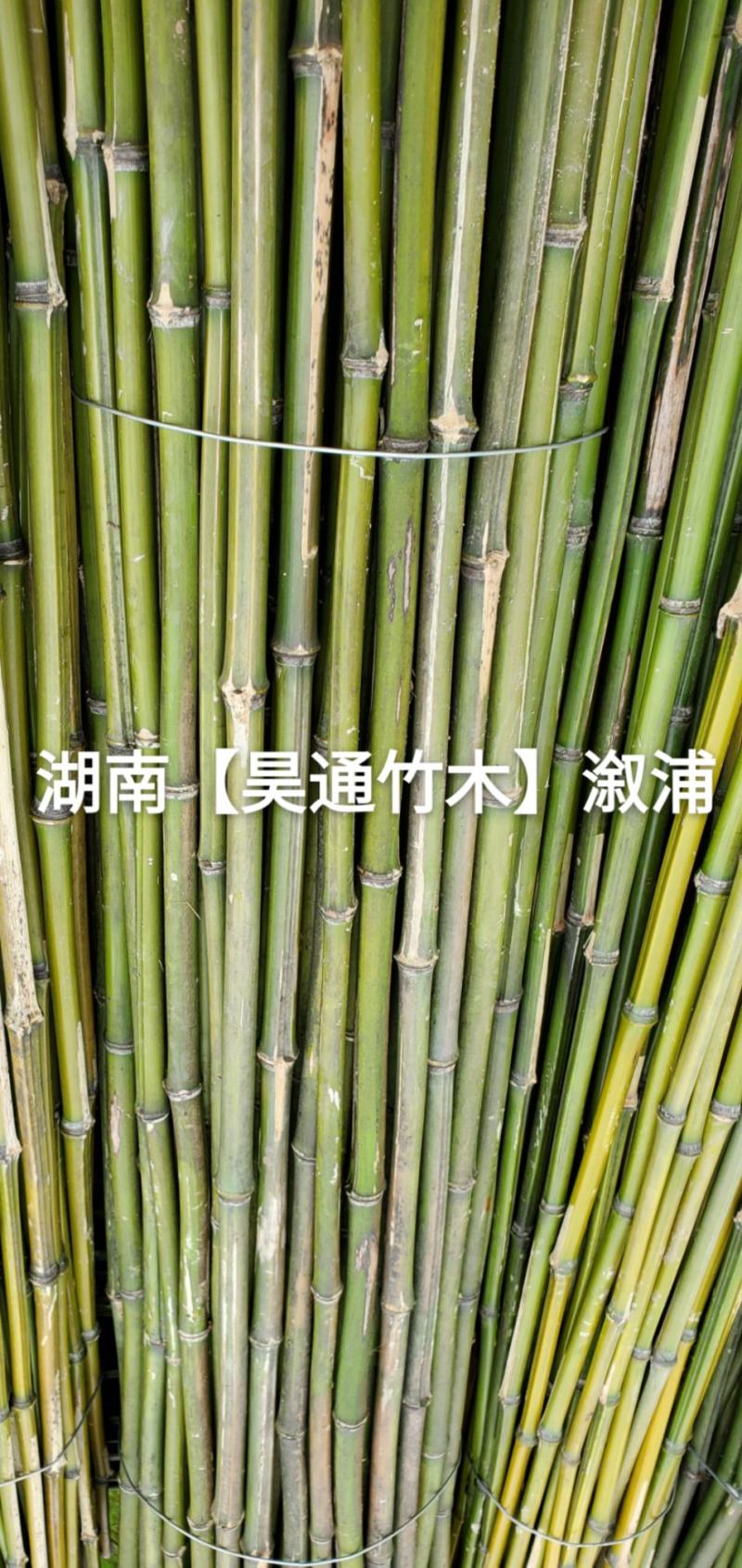 湘西雪峰山竹子、竹竿、菜架竹、竹架条、绿竹、金竹、铁竹