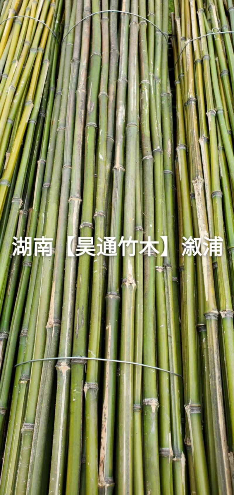 湘西雪峰山竹子、竹竿、菜架竹、竹架条、绿竹、金竹、铁竹