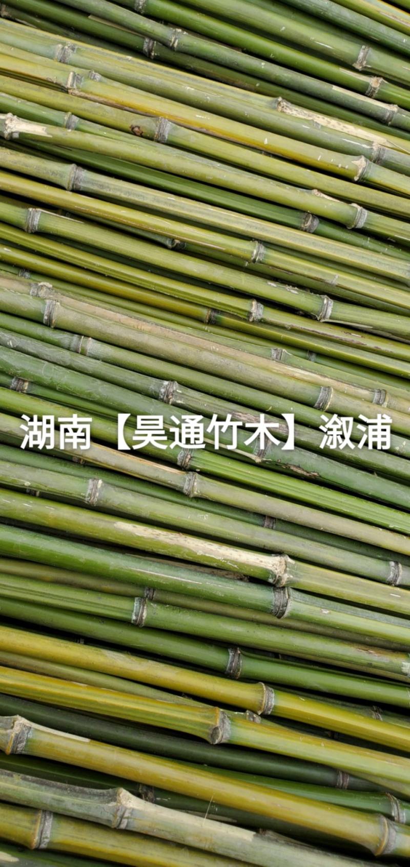 湘西雪峰山竹子、竹竿、菜架竹、竹架条、绿竹、金竹、铁竹
