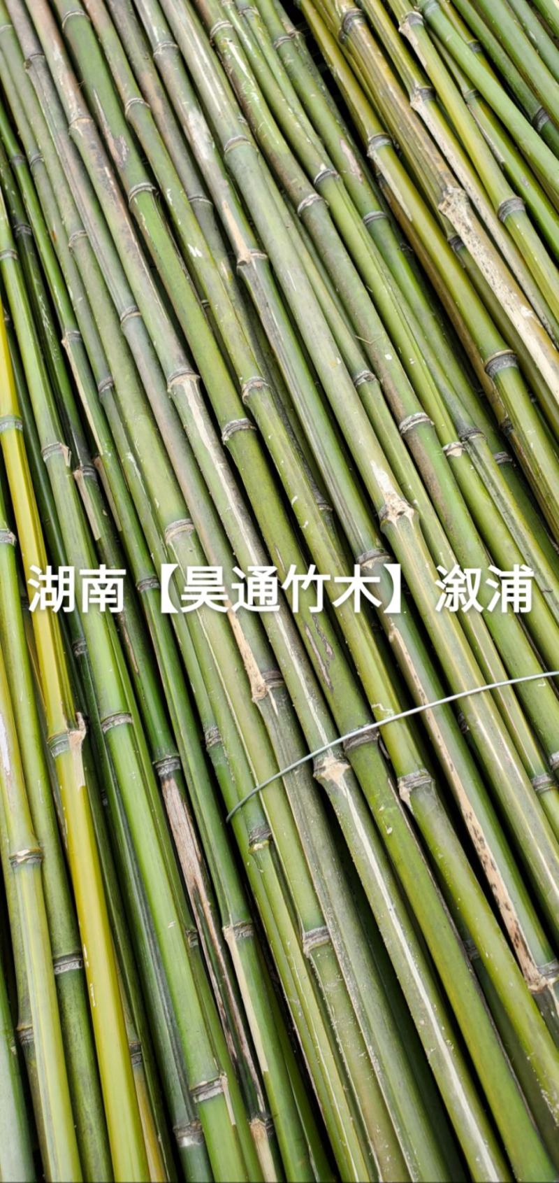 湘西雪峰山竹子、竹竿、菜架竹、竹架条、绿竹、金竹、铁竹