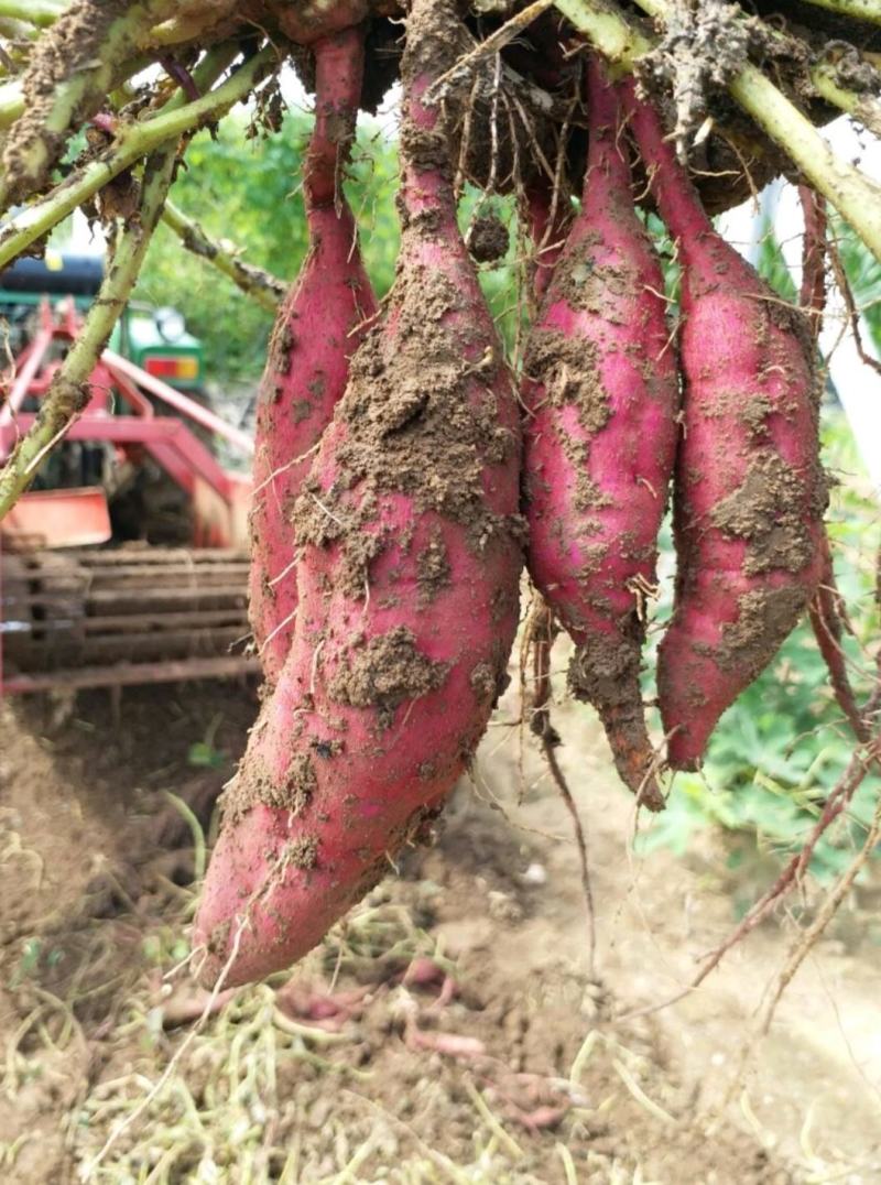 首屹®小香薯粉糯香甜产地直销保质保量批发零售均可全国发货