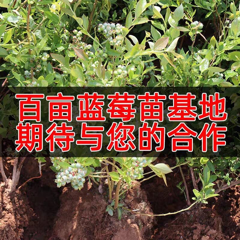 【聚便宜】蓝莓苗盆栽四季蓝莓树苗阳台庭院地栽脱毒果树苗