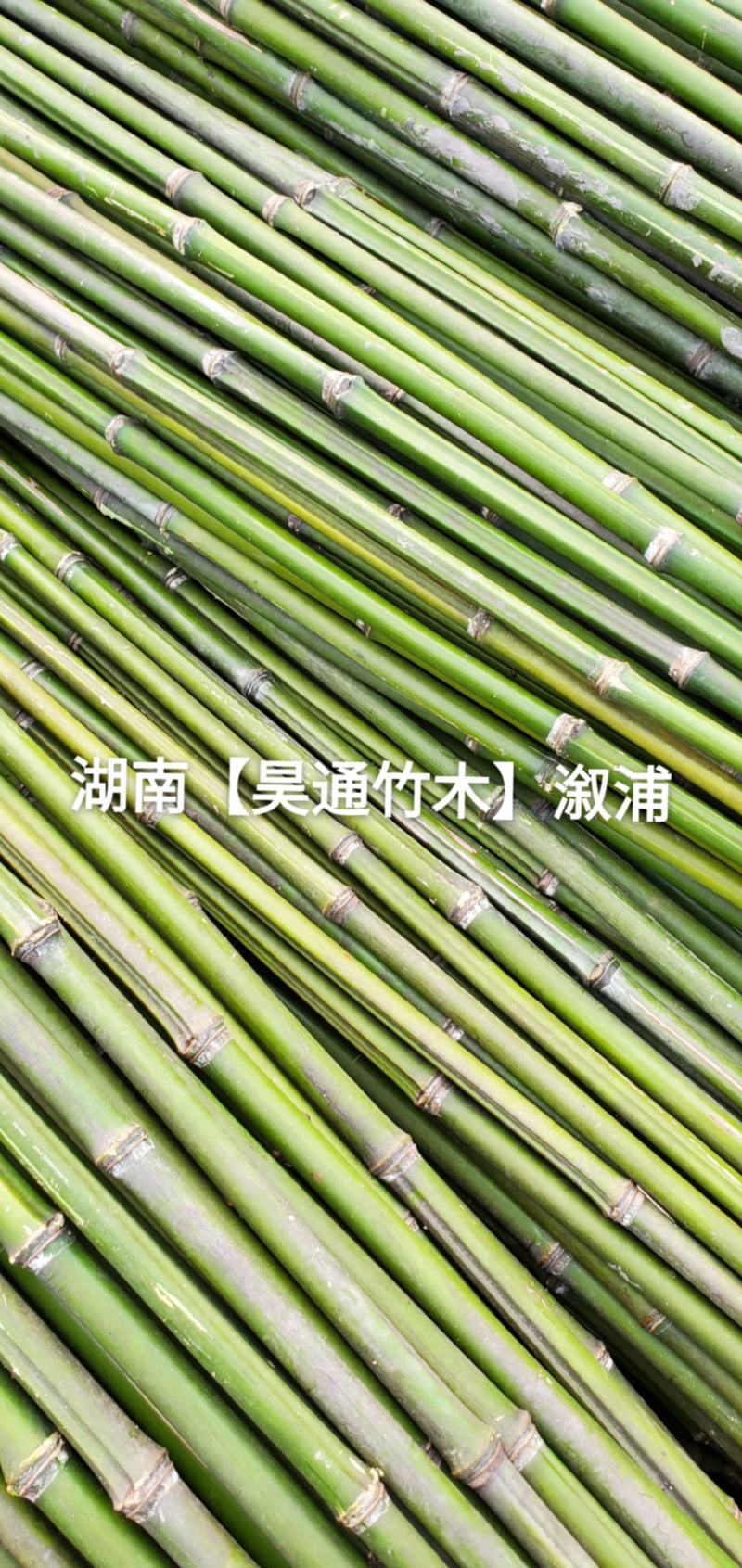 湘西雪峰山菜架竹、竹竿、竹架条、菜竹杆、菜架竿、金竹
