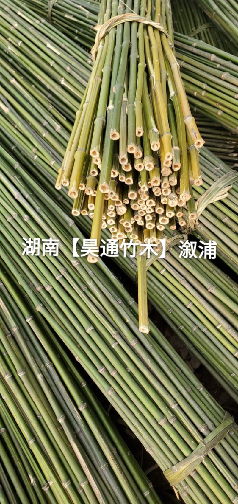 湘西雪峰山菜架竹、竹竿、竹架条、菜竹杆、菜架竿、金竹
