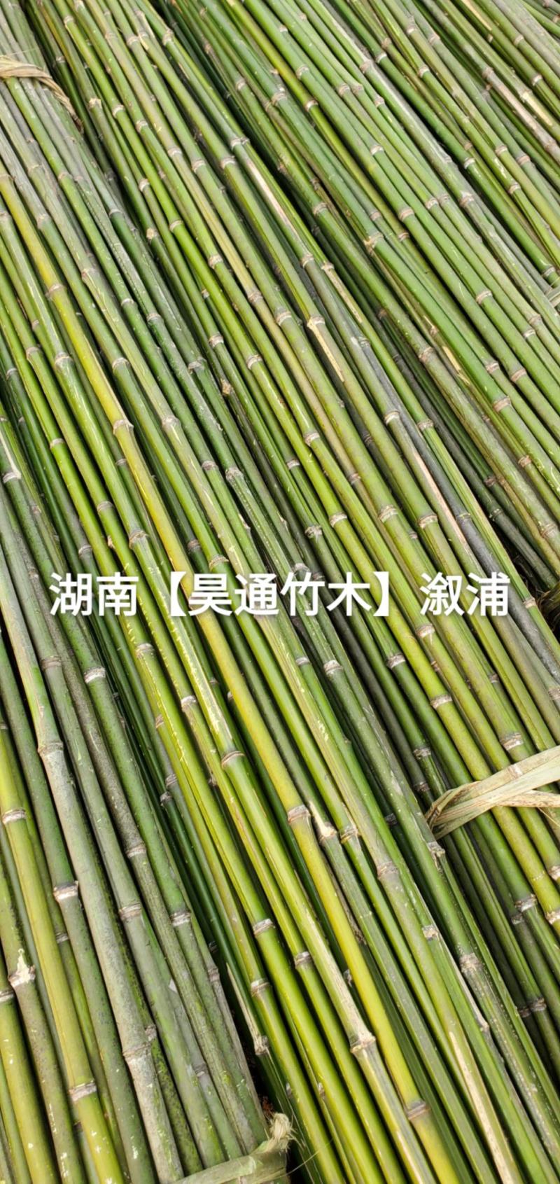湘西雪峰山菜架竹、竹竿、竹架条、菜竹杆、菜架竿、金竹