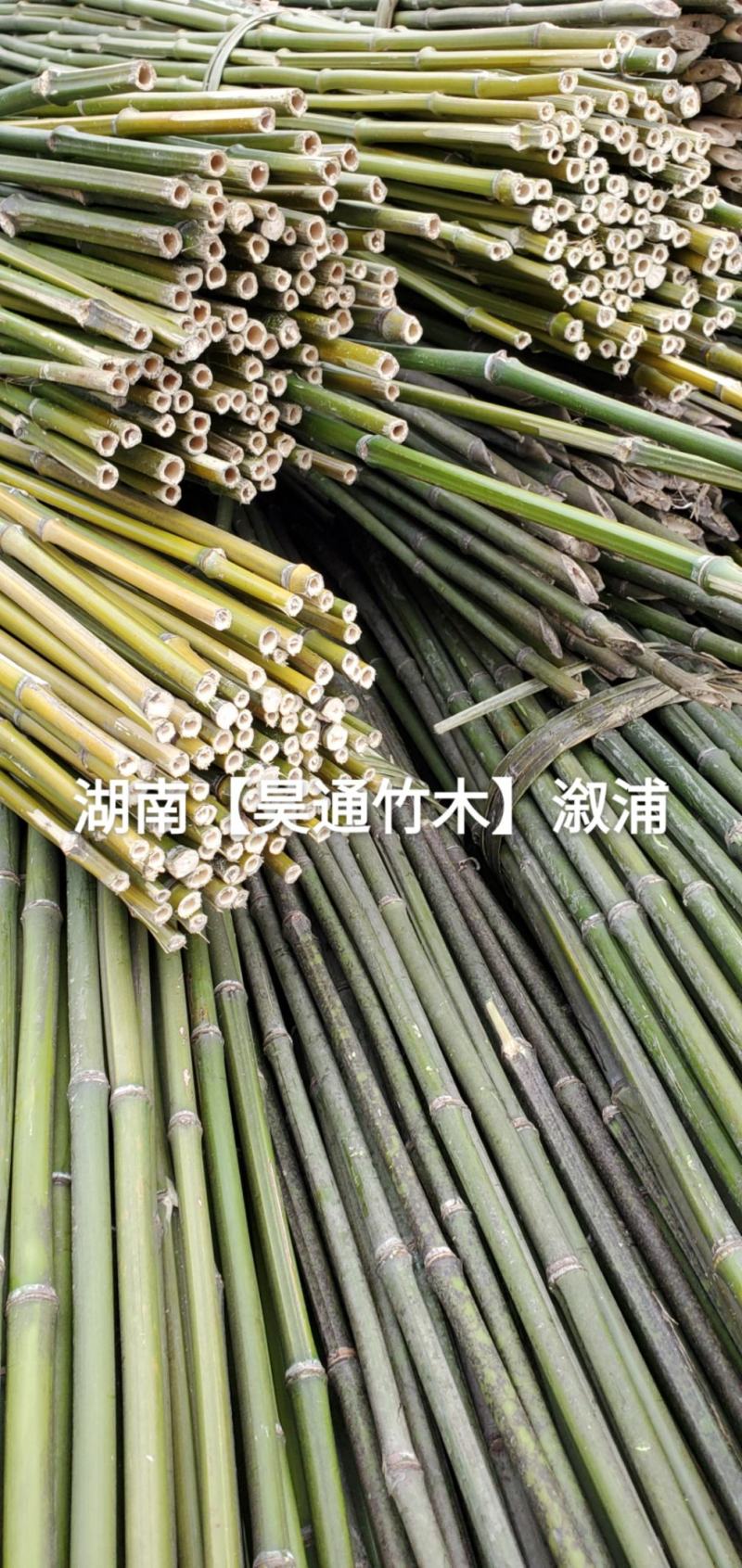 湘西雪峰山菜架竹、竹竿、竹架条、菜竹杆、菜架竿、金竹