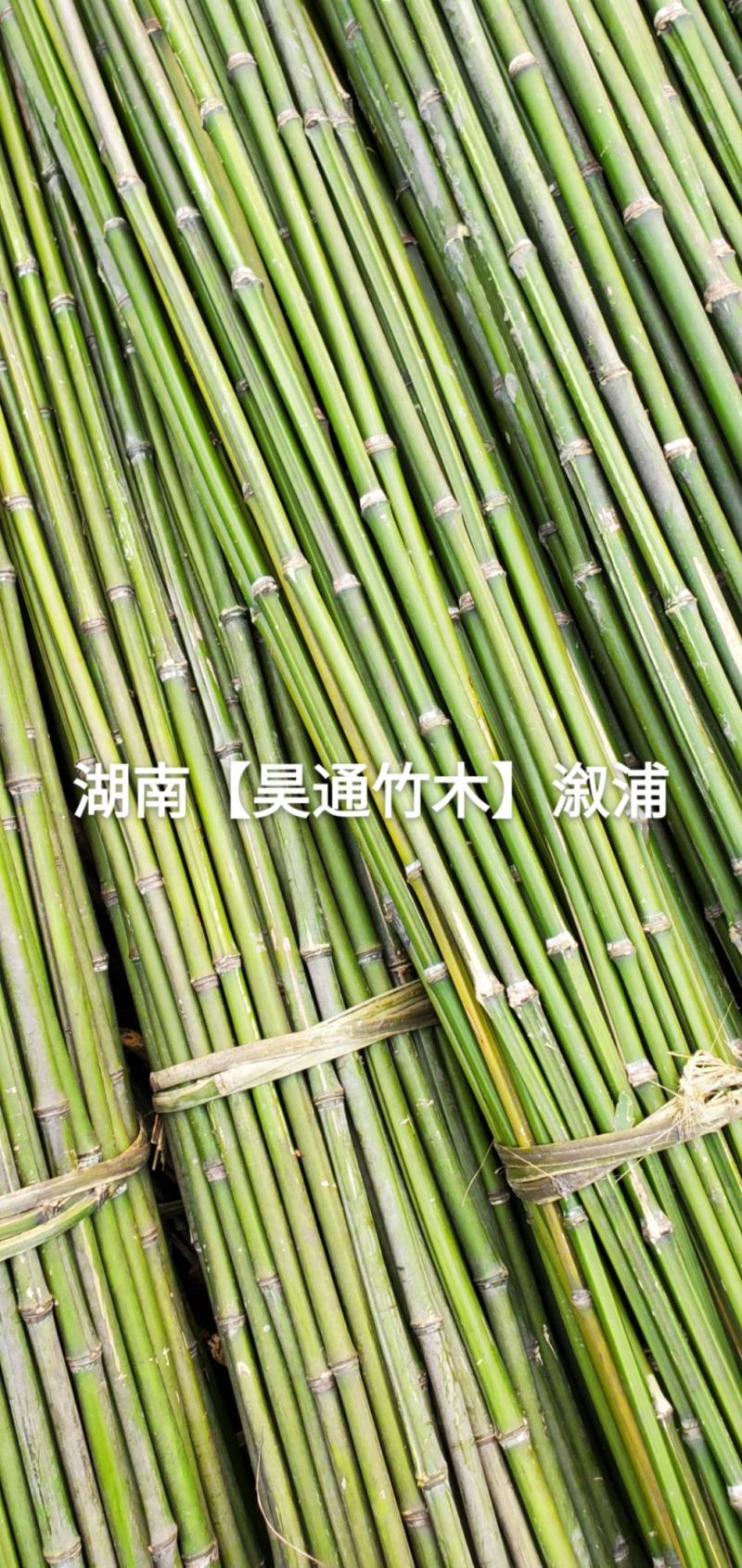 湘西雪峰山菜架竹、竹竿、竹架条、菜竹杆、菜架竿、金竹
