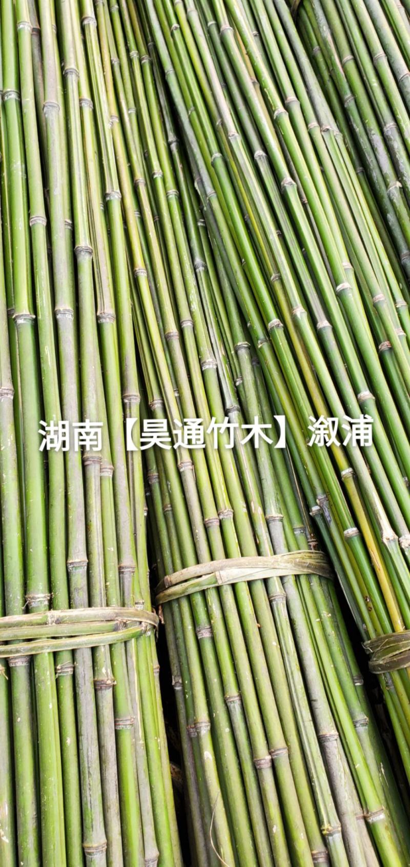 湘西雪峰山菜架竹、竹竿、竹架条、菜竹杆、菜架竿、金竹
