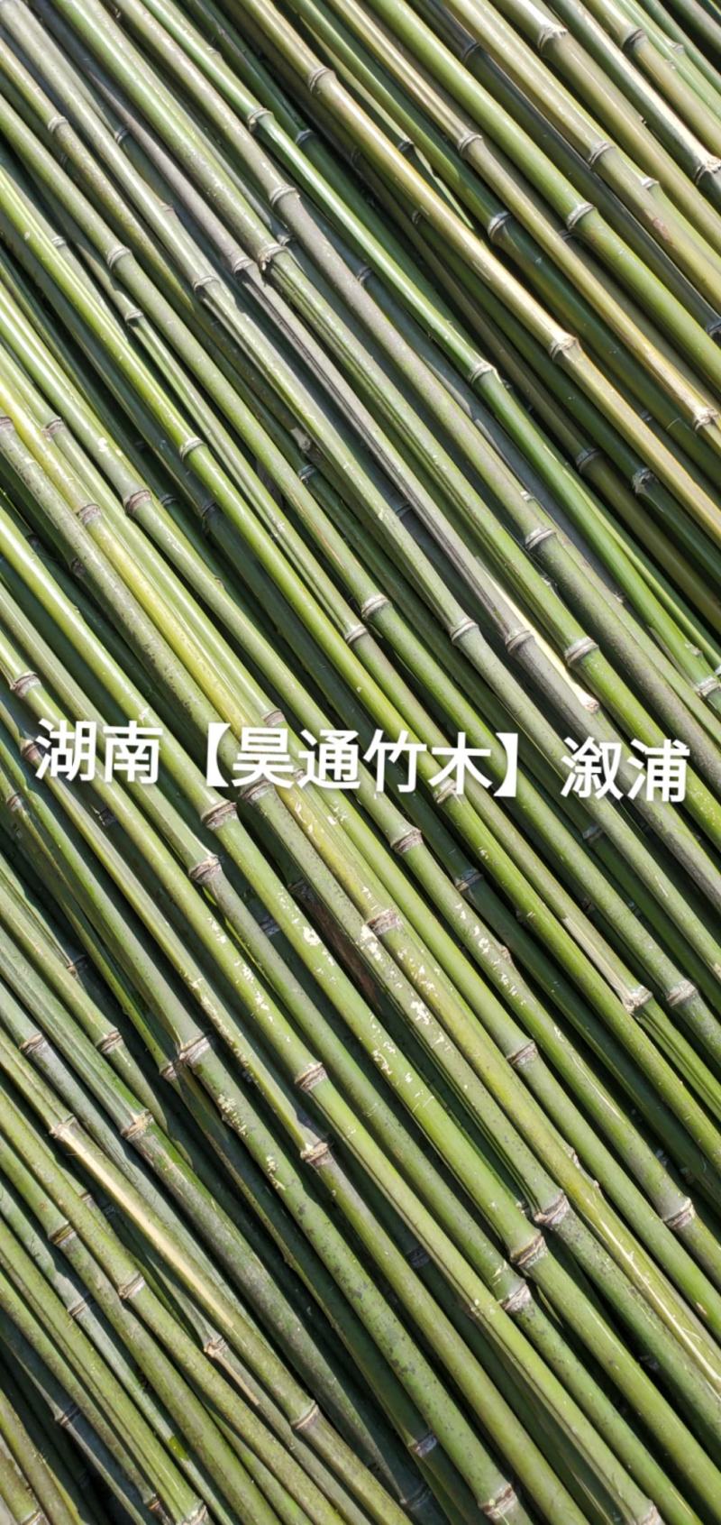 湘西雪峰山菜架竹、竹竿、金竹、铁竹、山竹、竹子