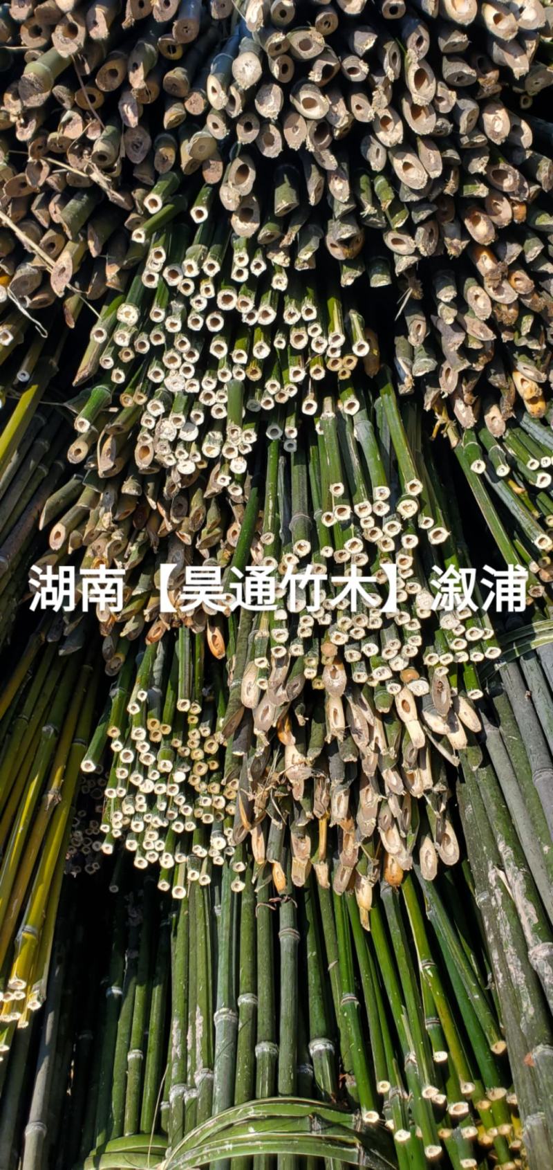 湘西雪峰山菜架竹、竹竿、金竹、铁竹、山竹、竹子