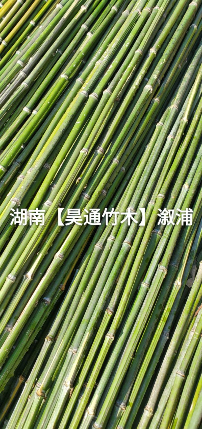 湘西雪峰山菜架竹、竹竿、金竹、铁竹、山竹、竹子