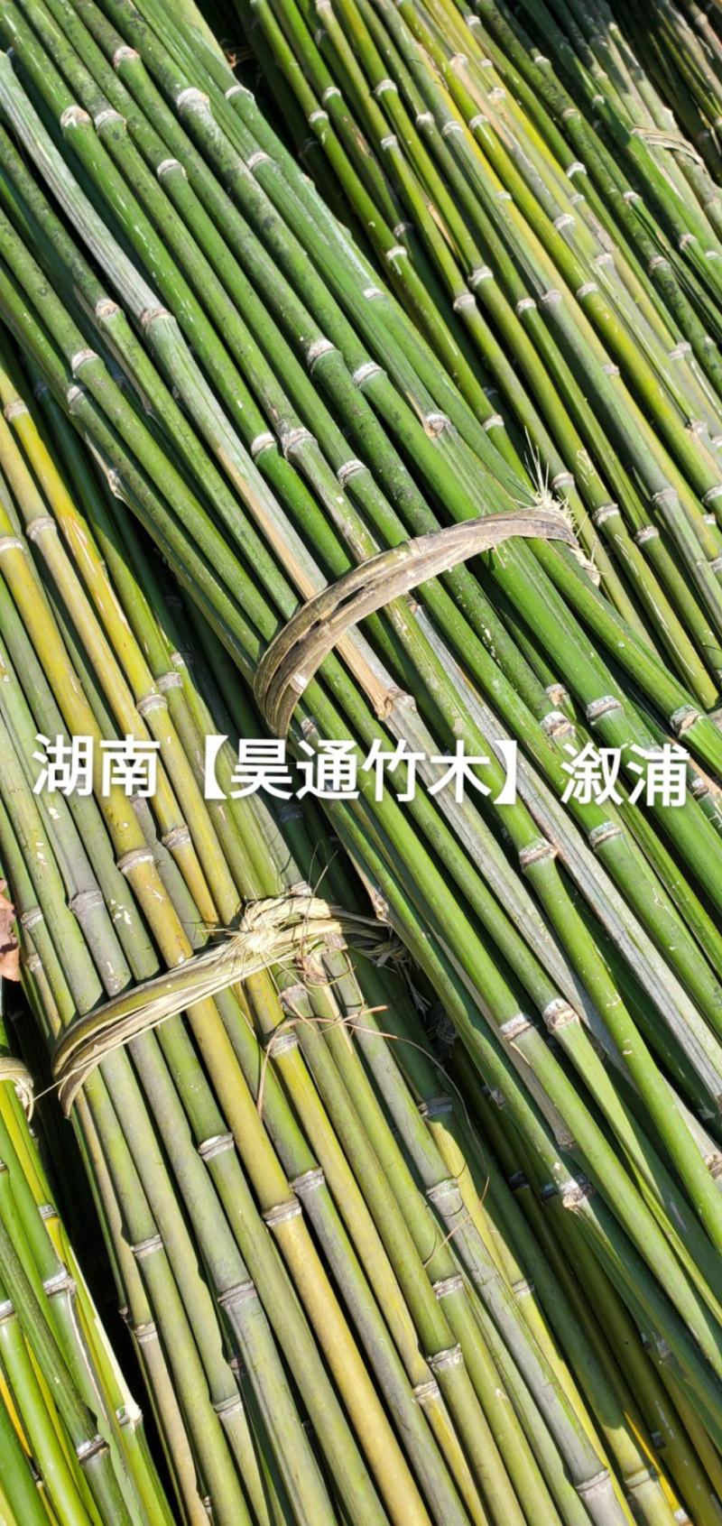湘西雪峰山菜架竹、竹竿、金竹、铁竹、山竹、竹子