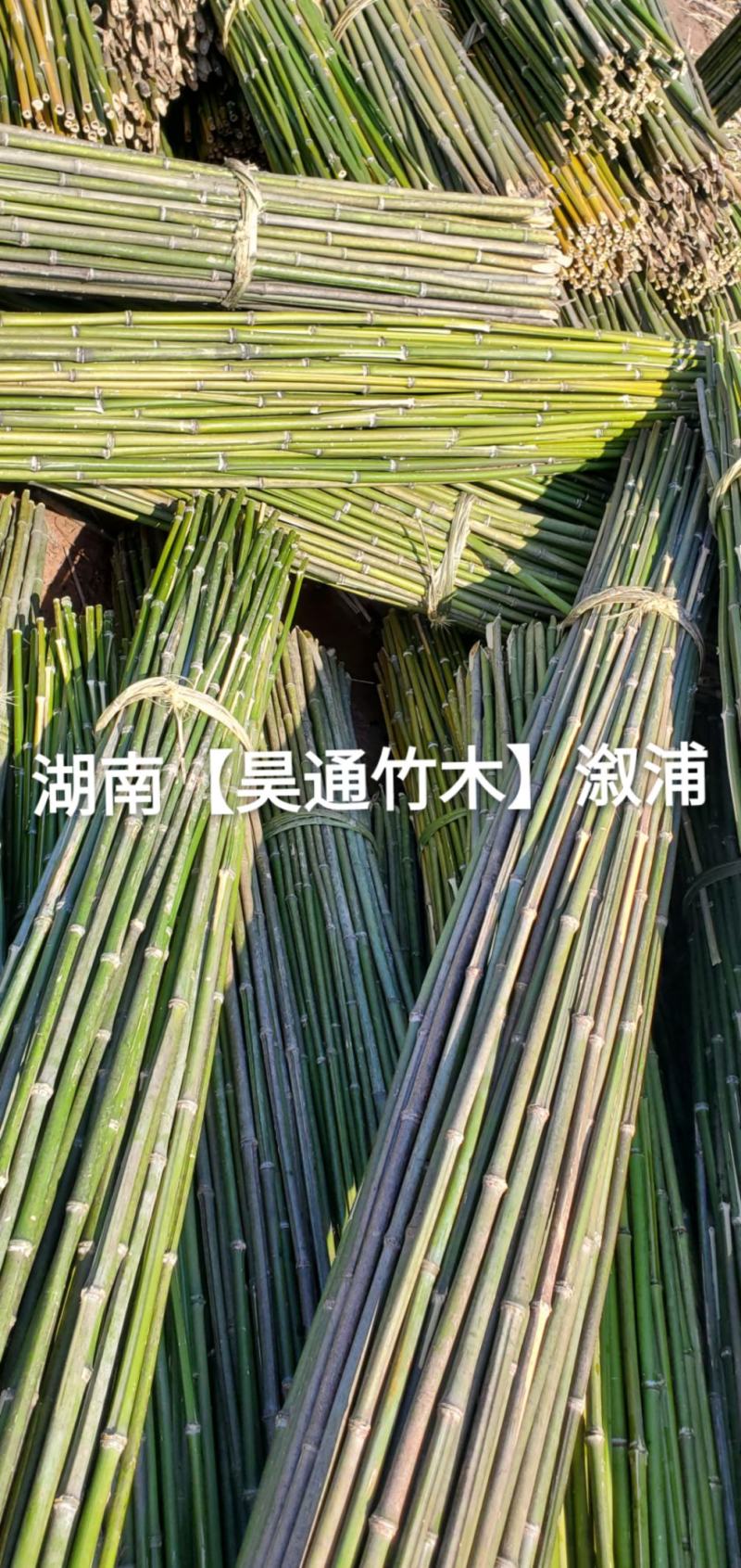 湘西雪峰山菜架竹、竹竿、金竹、铁竹、山竹、竹子
