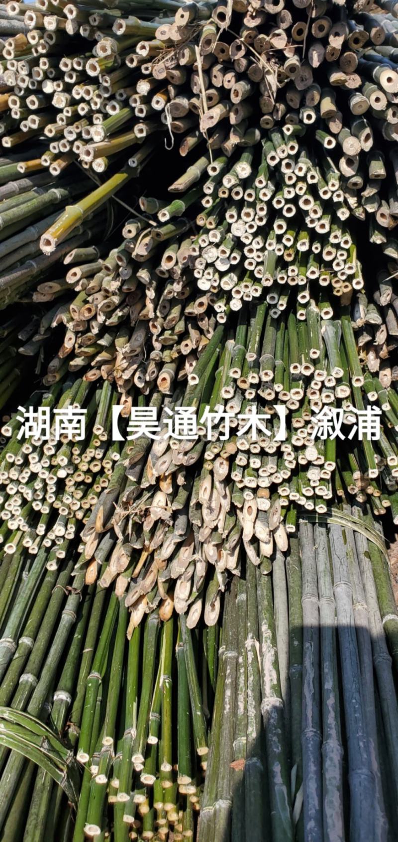 湘西雪峰山菜架竹、竹竿、金竹、铁竹、山竹、竹子