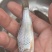 土鲮鱼7-8-9钱开肚去内脏1.2两以下冰鲜鱼桂花饲料