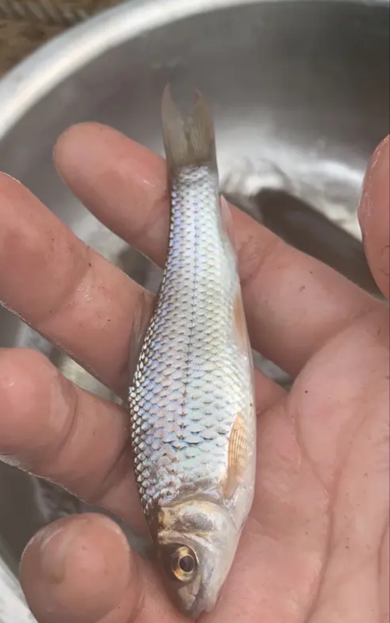 土鲮鱼7-8-9钱开肚去内脏1.2两以下冰鲜鱼桂花饲料