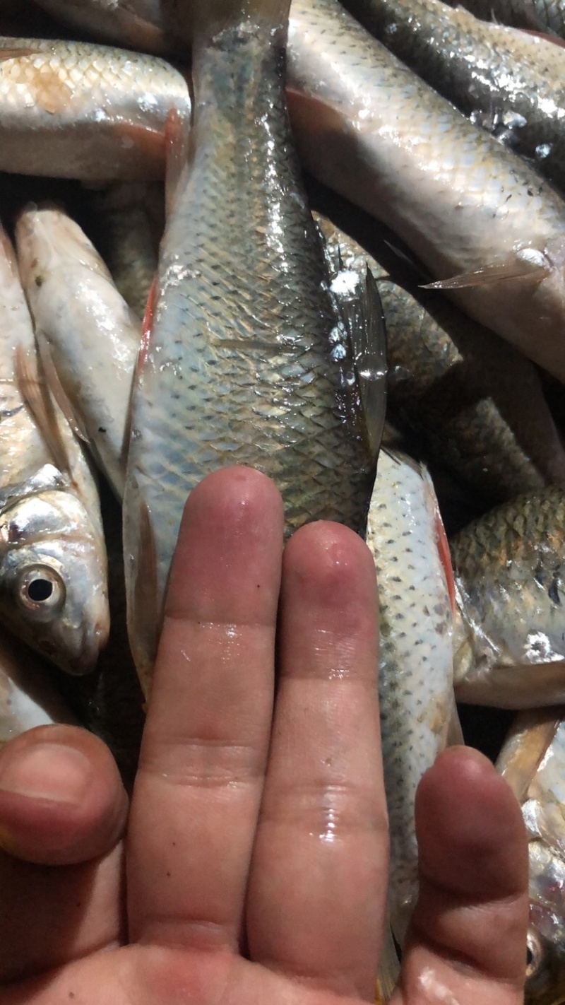 土鲮鱼7-8-9钱开肚去内脏1.2两以下冰鲜鱼桂花饲料