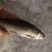 土鲮鱼7-8-9钱开肚去内脏1.2两以下冰鲜鱼桂花饲料