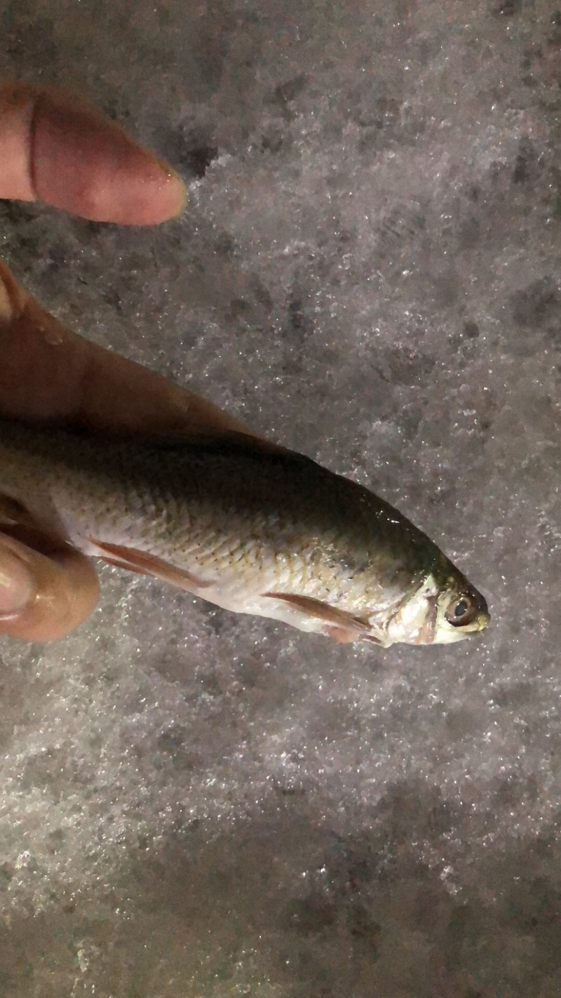 土鲮鱼7-8-9钱开肚去内脏1.2两以下冰鲜鱼桂花饲料