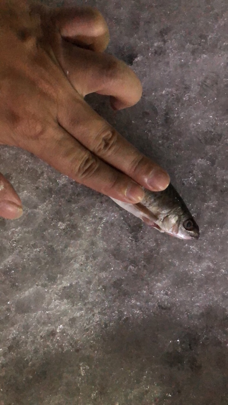 土鲮鱼7-8-9钱开肚去内脏1.2两以下冰鲜鱼桂花饲料