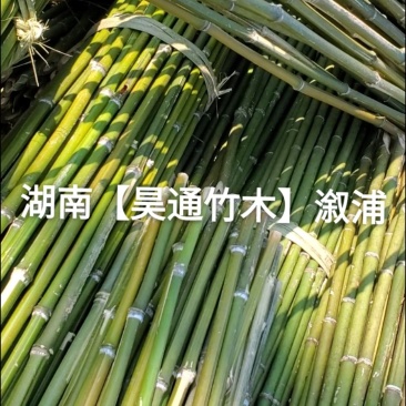 湘西雪峰山竹竿、菜架竹、架竹、竹架条、豆瓜扦、山竹、铁竹