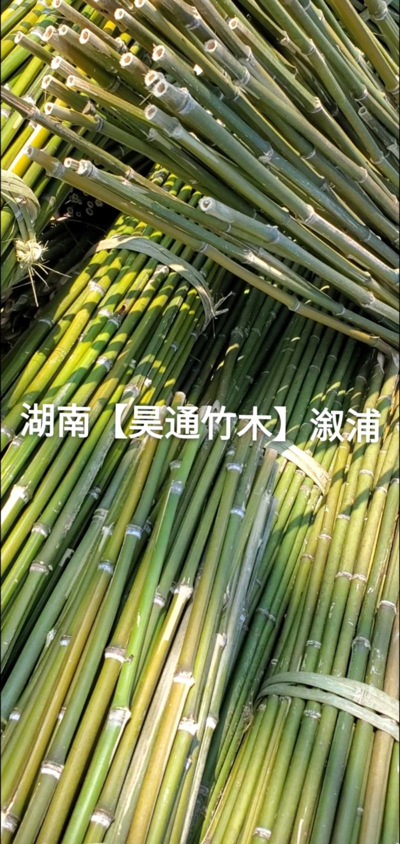 湘西雪峰山竹竿、菜架竹、架竹、竹架条、豆瓜扦、山竹、铁竹