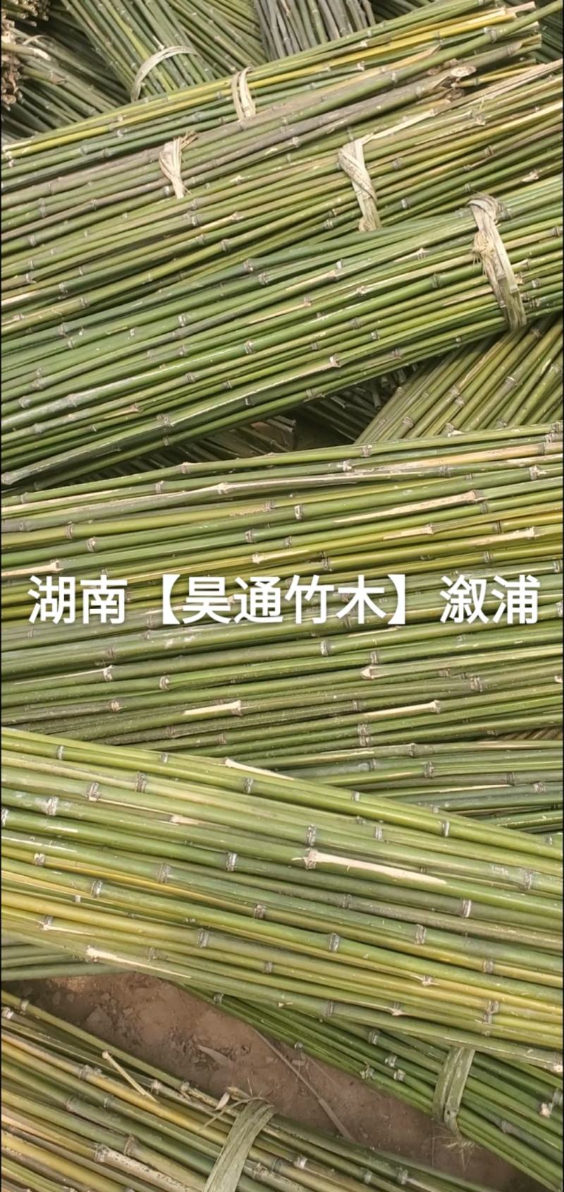 湘西雪峰山竹竿、菜架竹、架竹、竹架条、豆瓜扦、山竹、铁竹