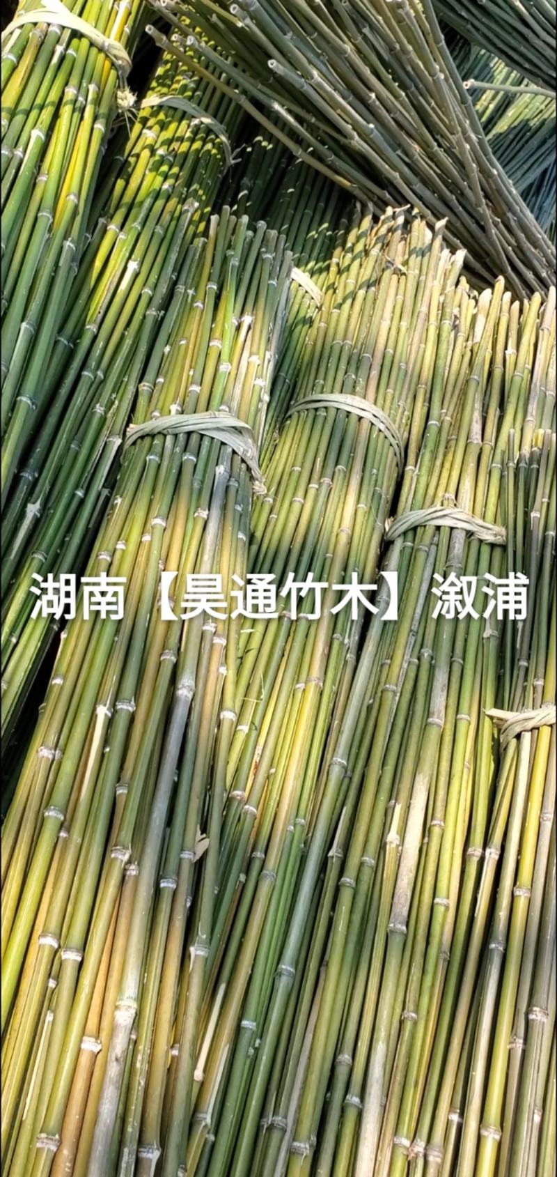 湘西雪峰山竹竿、菜架竹、架竹、竹架条、豆瓜扦、山竹、铁竹