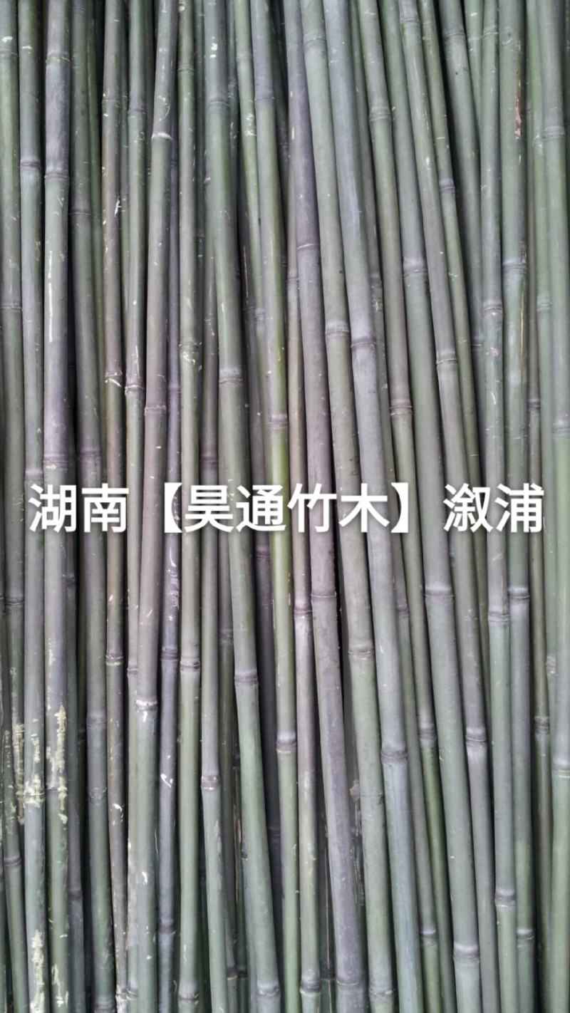 湘西雪峰山菜架竹、竹竿、竹架条、白竹、水竹、竹子