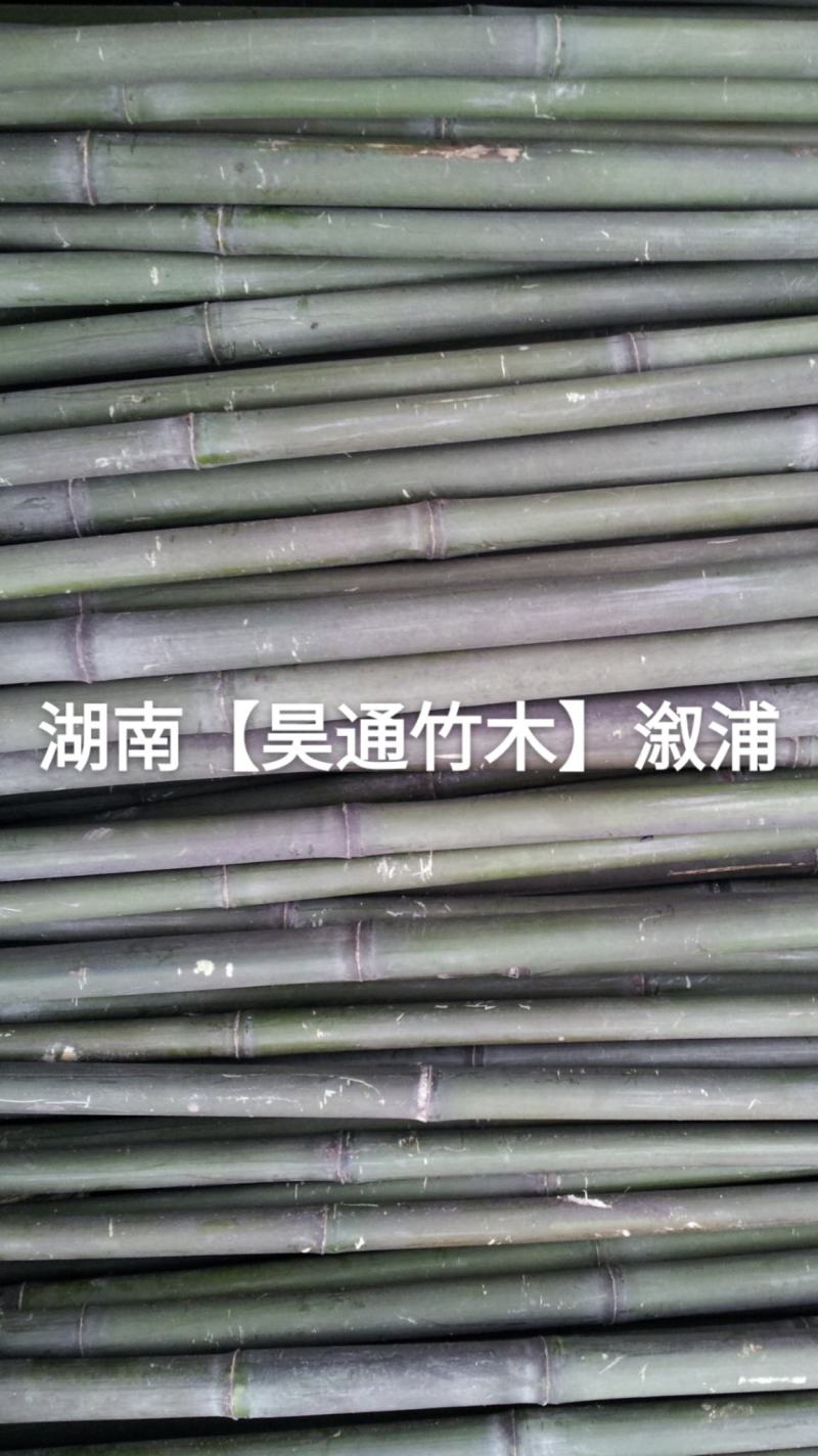 湘西雪峰山菜架竹、竹竿、竹架条、白竹、水竹、竹子