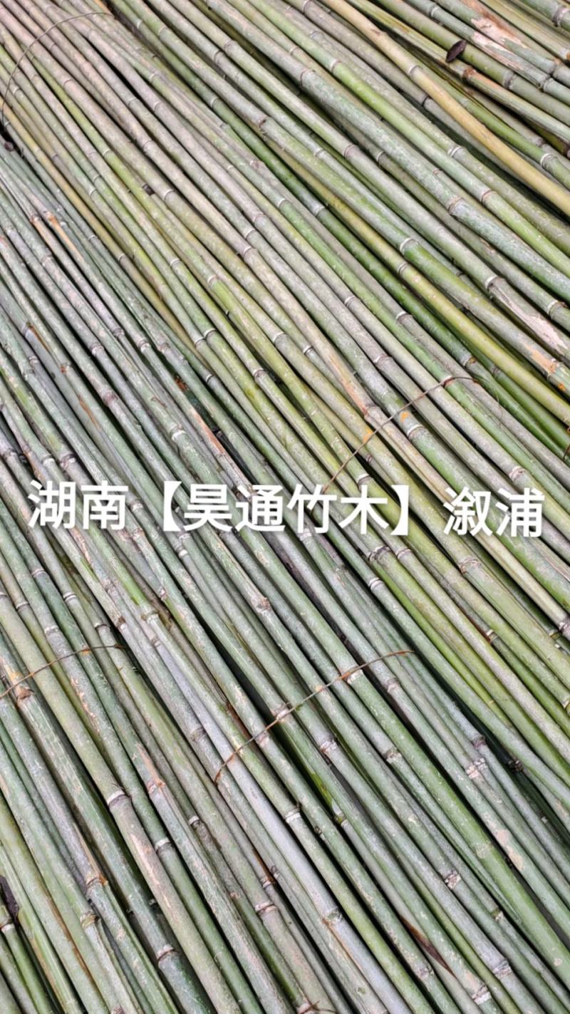 湘西雪峰山菜架竹、竹竿、竹架条、白竹、水竹、竹子