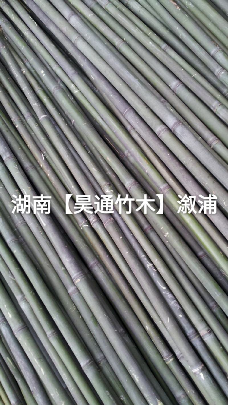 湘西雪峰山菜架竹、竹竿、竹架条、白竹、水竹、竹子