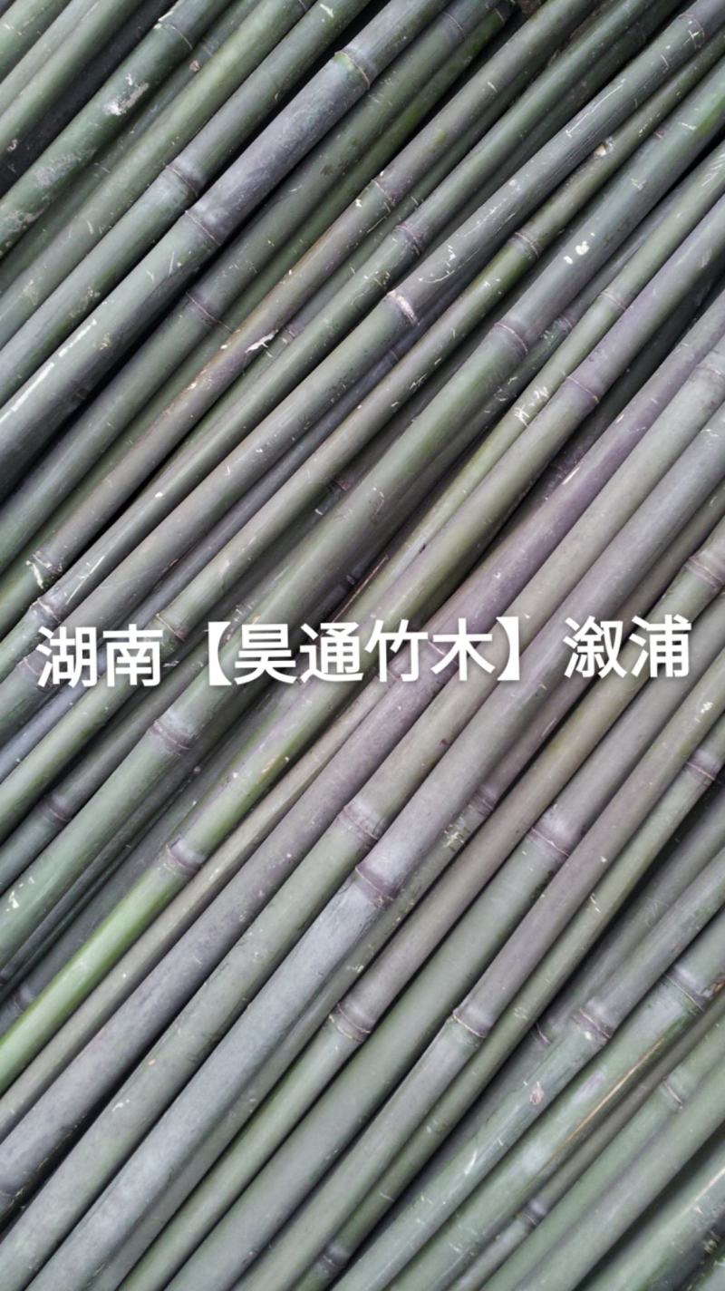湘西雪峰山菜架竹、竹竿、竹架条、白竹、水竹、竹子