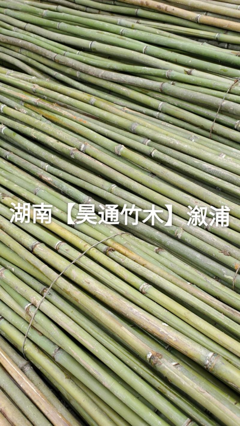 湘西雪峰山菜架竹、竹竿、竹架条、白竹、水竹、竹子