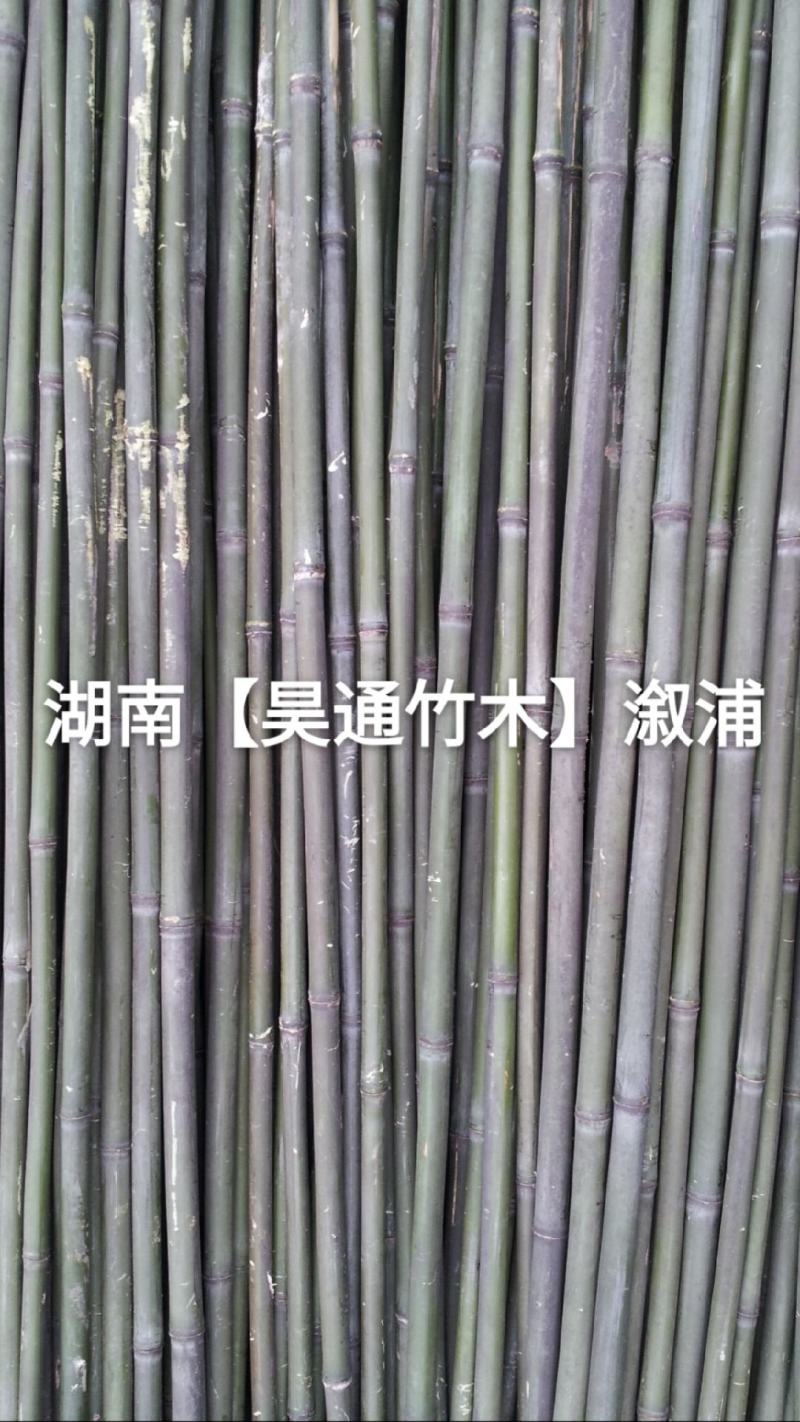 湘西雪峰山菜架竹、竹竿、竹架条、白竹、水竹、竹子
