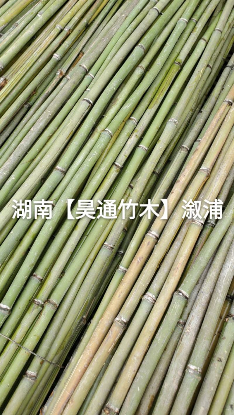 湘西雪峰山菜架竹、竹竿、竹架条、白竹、水竹、竹子