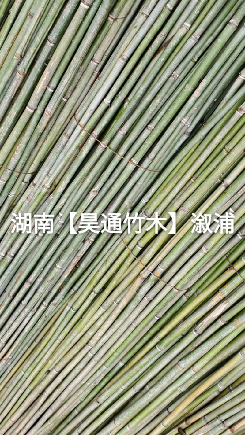 湘西雪峰山菜架竹、竹竿、竹架条、白竹、水竹、竹子