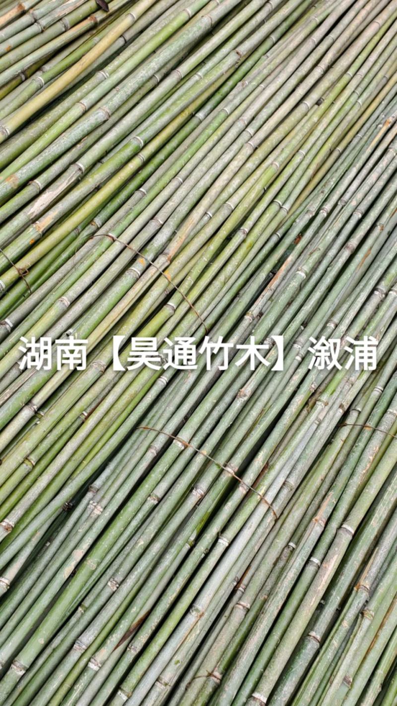 湘西雪峰山菜架竹、竹竿、竹架条、白竹、水竹、竹子