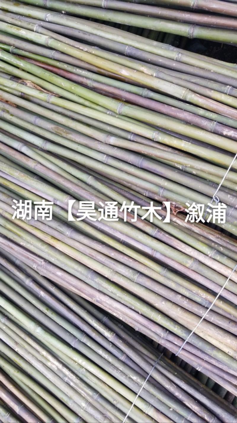 湘西雪峰山菜架竹、竹竿、竹架条、白竹、水竹