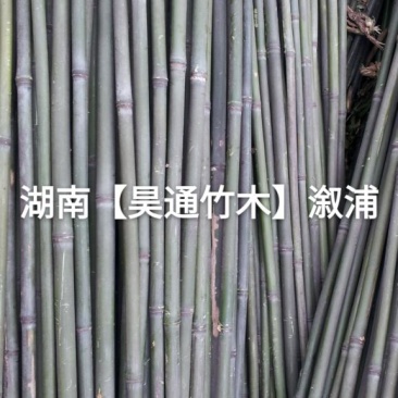 湘西雪峰山菜架竹、竹竿、竹架条、白竹、水竹、竹子