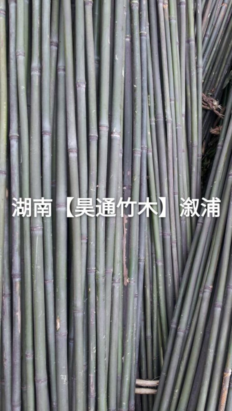 湘西雪峰山菜架竹、竹竿、竹架条、白竹、水竹、竹子