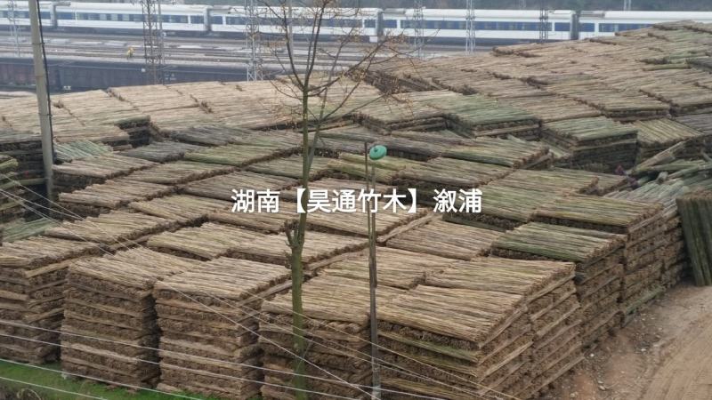 湘西雪峰山竹竿、菜架竹、金竹、铁竹、白竹、水竹、桂竹