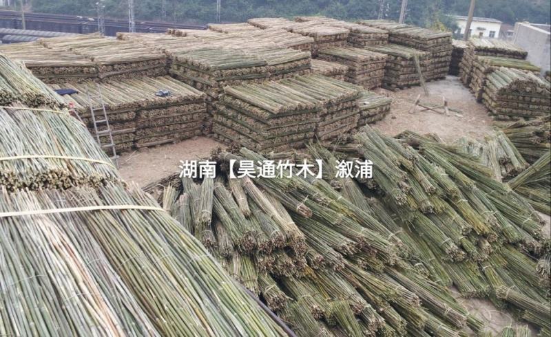 湘西雪峰山竹竿、菜架竹、金竹、铁竹、白竹、水竹、桂竹