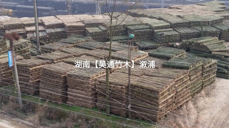 湘西雪峰山竹竿、菜架竹、金竹、铁竹、白竹、水竹、桂竹